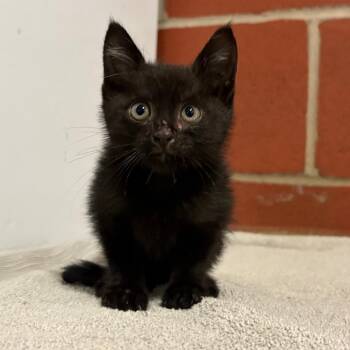 Coraline -  Domestic Short Hair Cat for Adoption in Cabot, Arkansas - Coraline | PetCurious
