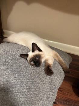 Siamese Cats Available for Adoption - Lucky | PetCurious