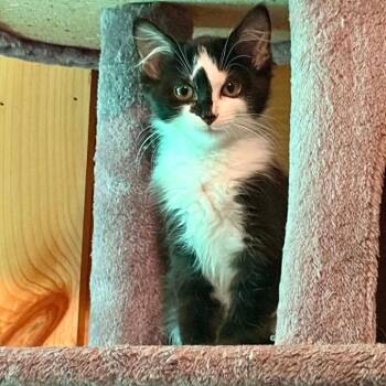 Pants (Bonded to Pocket) -  Domestic Medium Hair Cat for Adoption in Waynesville, North Carolina - Pants (Bonded To Pocket) | PetCurious