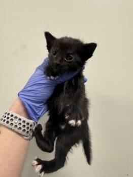 Domestic Short Hair Cats Available for Adoption in Doral, Florida - SPROUT | PetCurious