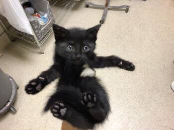 BUBBLE -  Domestic Short Hair Cat for Adoption in Riverside, California - BUBBLE | PetCurious