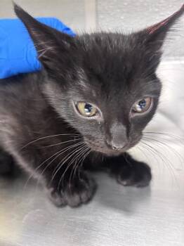COLUMBIA -  Domestic Short Hair Cat for Adoption in Las Vegas, Nevada - COLUMBIA | PetCurious