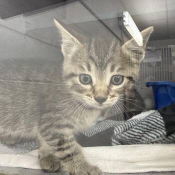 Kimchi -  Domestic Short Hair Cat for Adoption in Evansville, Indiana - Kimchi | PetCurious
