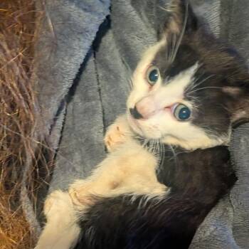 Plum -  Domestic Short Hair Cat for Adoption in Jefferson City, Tennessee - Plum | PetCurious