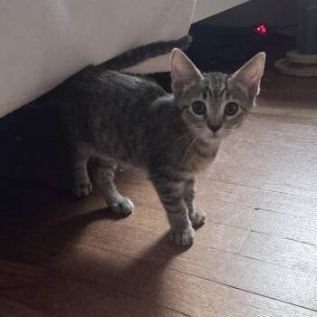 Beth -  Domestic Medium Hair Cat for Adoption - Beth | PetCurious