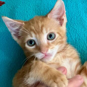Vergil -  Domestic Short Hair Cat for Adoption in NEW PT RICHEY, Florida - Vergil | PetCurious