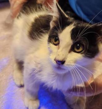 Mario -  Domestic Medium Hair Cat for Adoption in Dublin, California - Mario | PetCurious