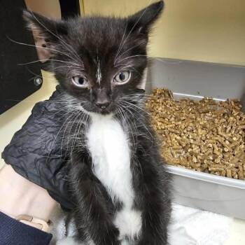 Domestic Short Hair Cats Available for Adoption in Las Cruces, New Mexico - Waffles | PetCurious