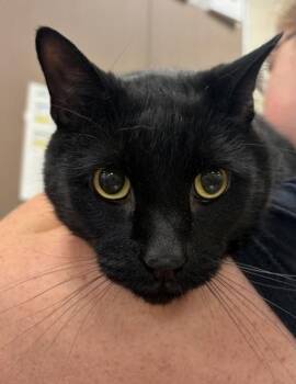 Cooper -  Domestic Short Hair Cat for Adoption in Fishers, Indiana - Cooper | PetCurious