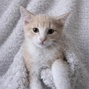 Domestic Medium Hair and Domestic Short Hair Cats Available for Adoption in San Antonio, Texas - Sugar | PetCurious