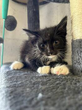 Ryan -  Domestic Short Hair Cat for Adoption in Ontario, California - Ryan | PetCurious