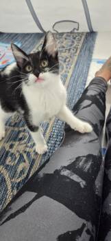 Domestic Short Hair Cats Available for Adoption in San Diego, California - Riddler | PetCurious