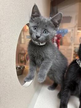 92919A Lavender -  Domestic Short Hair Cat for Adoption in North Charleston, South Carolina - 92919A Lavender | PetCurious