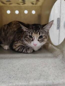 Rescue Domestic Short Hair Cats for Adoption in Fruit Heights, Utah - Chanel | PetCurious