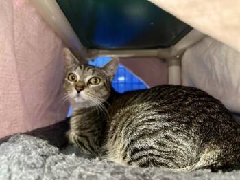 Cow Marie -  Domestic Short Hair Cat for Adoption in Sherwood, Oregon - Cow Marie | PetCurious
