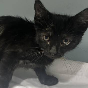 Domestic Short Hair Cats Available for Adoption in Chattanooga, Tennessee - Chase | PetCurious