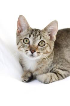 Rescue Domestic Short Hair Cats for Adoption in Quail Heights, Florida - Wawa | PetCurious