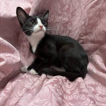 Maui -  Domestic Short Hair Cat for Adoption in Brea, California - Maui | PetCurious