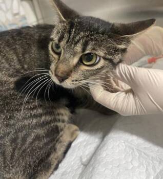 Domestic Short Hair Cats Available for Adoption in Pensacola, Florida - STRAWBERRY SHORTCAKE | PetCurious