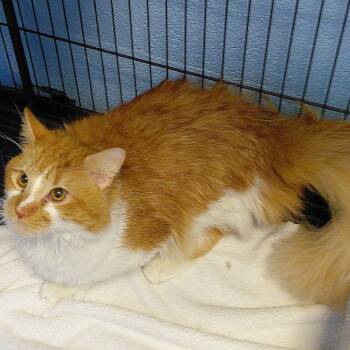 Apricot -  Domestic Long Hair Cat for Adoption in Stanley, Virginia - Apricot | PetCurious