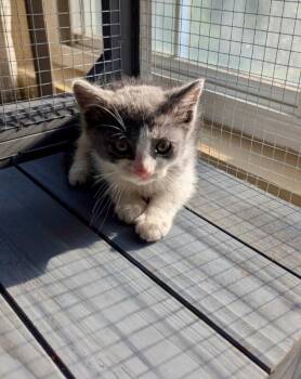 Rain -  Domestic Short Hair Cat for Adoption in North Babylon, New York - Rain | PetCurious
