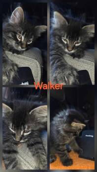 Walker -  Tabby Cat for Adoption in York, Nebraska - Walker | PetCurious