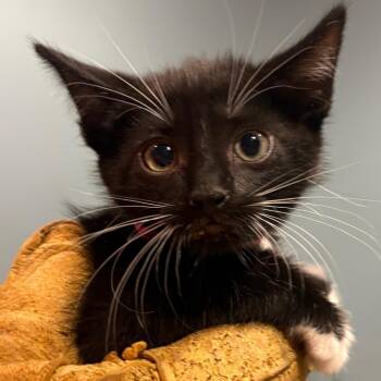 Carolina Reaper -  Domestic Short Hair Cat for Adoption in Chattanooga, Tennessee - Carolina Reaper | PetCurious
