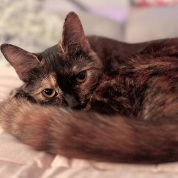 Rescue Domestic Short Hair Cats for Adoption in Lynchburg, Virginia - Haven | PetCurious