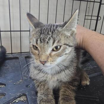 Tansy C12071 -  Domestic Short Hair Cat for Adoption - Tansy C12071 | PetCurious