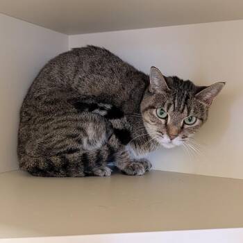 Domestic Short Hair Cats Available for Adoption - Sage | PetCurious