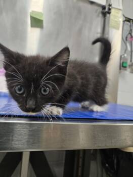 VORTEX -  Domestic Short Hair Cat for Adoption in Hagerstown, Maryland - VORTEX | PetCurious