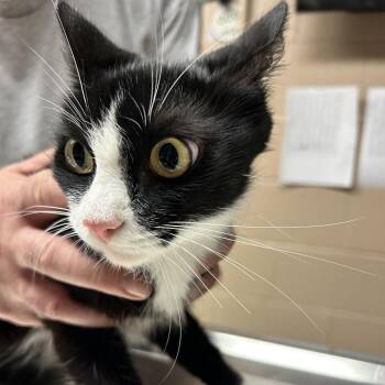 Fiat -  Domestic Short Hair Cat for Adoption in Newport, North Carolina - Fiat | PetCurious