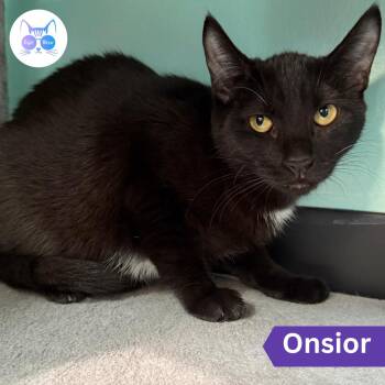 Onsior -  Domestic Short Hair Cat for Adoption in Penfield, New York - Onsior | PetCurious