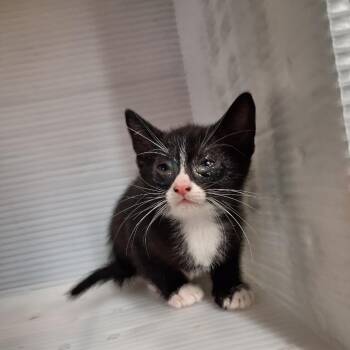 Domestic Short Hair Cats Available for Adoption in Pauls Valley, Oklahoma - Small Ham | PetCurious