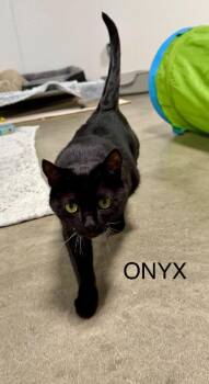 Onyx -  Domestic Short Hair Cat for Adoption in Breinigsville, Pennsylvania - Onyx | PetCurious