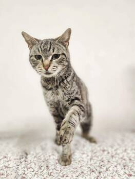 Domestic Short Hair Cats Available for Adoption - Magnolia | PetCurious