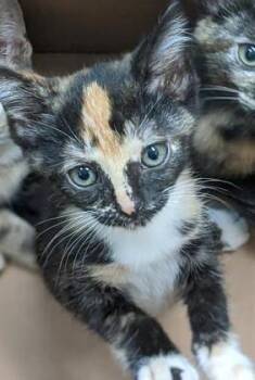 Piper Marie -  Domestic Short Hair Cat for Adoption in Fishers, Indiana - Piper Marie | PetCurious
