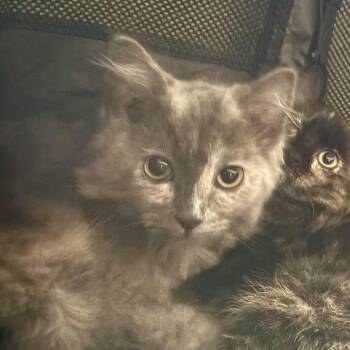 Domestic Medium Hair Cats Available for Adoption - Sophie | PetCurious