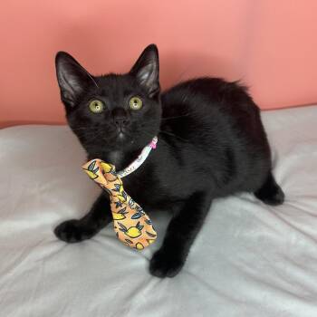 Amaro -  Domestic Short Hair Cat for Adoption in San Antonio, Texas - Amaro | PetCurious