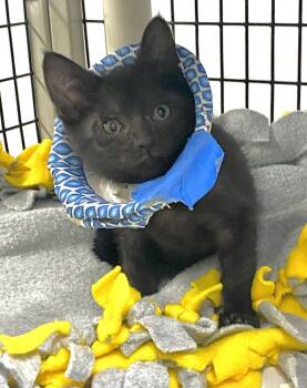 Sabrina -  Domestic Short Hair Cat Available for Adoption in Alexandria, Virginia - Sabrina | PetCurious