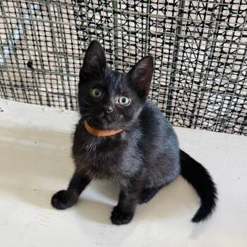 Domestic Short Hair Cats Available for Adoption in Brownsboro, Alabama - Franklin | PetCurious
