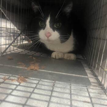 Domestic Short Hair Cats Available for Adoption in Bismarck, North Dakota - Bert | PetCurious