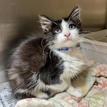 Decibel -  Domestic Medium Hair Cat for Adoption in Bethel, Connecticut - Decibel | PetCurious