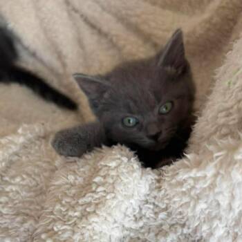 Domestic Short Hair Cats Available for Adoption in Lexington, Kentucky - Oneida | PetCurious