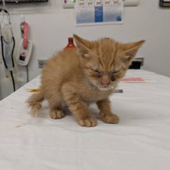 Goldfish -  Domestic Short Hair Cat for Adoption in Manhattan, Kansas - Goldfish | PetCurious