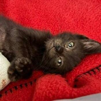 Xenon -  Domestic Short Hair Cat for Adoption in Los Angeles, California - Xenon | PetCurious