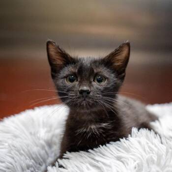 Relish -  Domestic Short Hair Cat for Adoption in Gainesville, Georgia - Relish | PetCurious