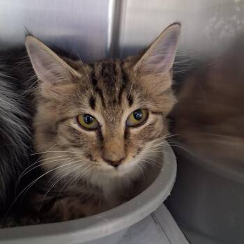 Scribble -  Domestic Medium Hair Cat for Adoption in Auburn, Alabama - Scribble | PetCurious
