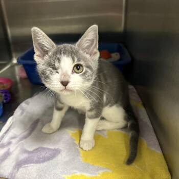 Strawberry -  Domestic Short Hair Cat Available for Adoption in La Grange Park, Illinois - Strawberry | PetCurious