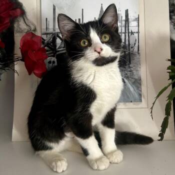 Miss Lippy -  Domestic Short Hair Cat for Adoption - Miss Lippy | PetCurious